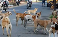 पिंपरी चिंचवड मधील दत्तनगर, रामनगर, विद्यानगर परिसरातील नागरिक भटक्या कुत्र्यांच्या दहशतीखाली