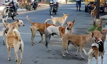पिंपरी चिंचवड मधील दत्तनगर, रामनगर, विद्यानगर परिसरातील नागरिक भटक्या कुत्र्यांच्या दहशतीखाली